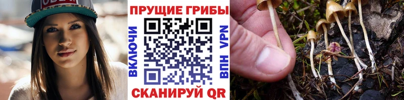 Галлюциногенные грибы Cubensis где найти Алушта